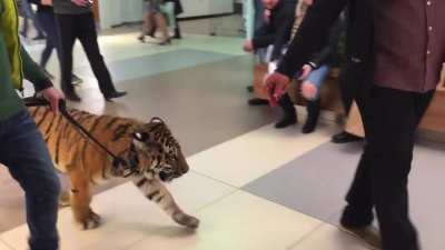 Just a guy walking his dog in a mall in Russia.