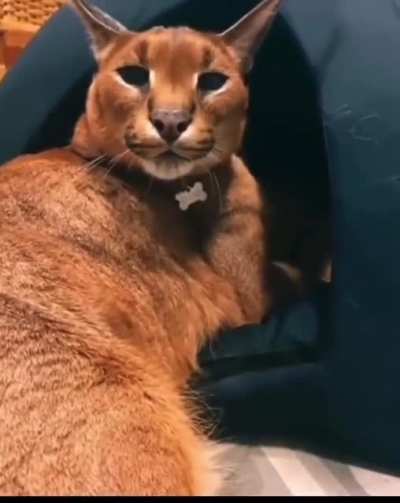 angry floppa