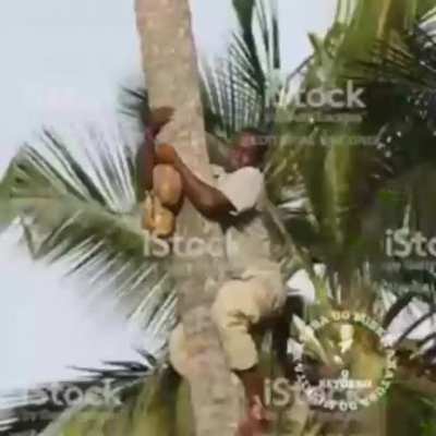 Pocoto