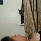 New..... cat.....!?