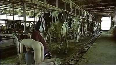 Dairy Farmer