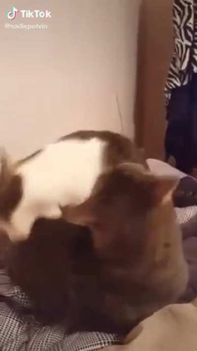 Wheeeeeee