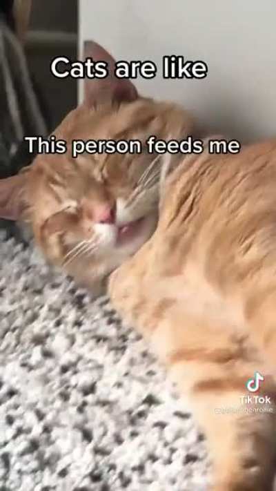 Dogs vs. Cats;