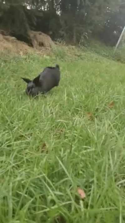 Fast Flopsy