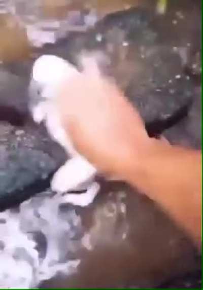 frawg