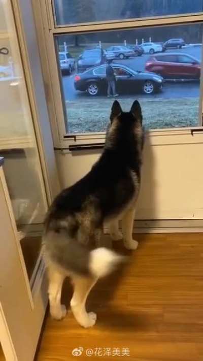 That tail droop when the doggo’s date left