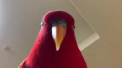 Red birb made me go insane