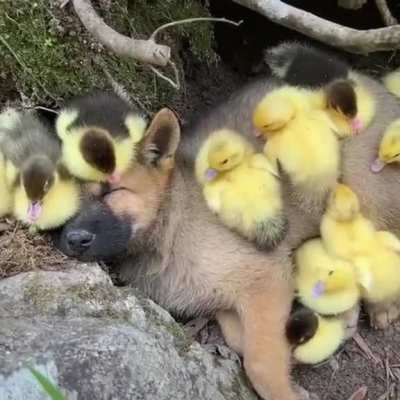 🔥 Puppy thinks he's one of them...