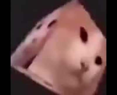 Cube-Cat