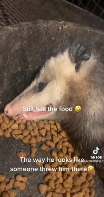 Possum plays possum