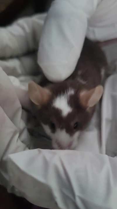 My Lil man
