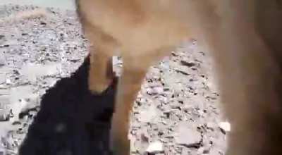 Zorrito chileno...