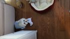 Messed with the wrong dog