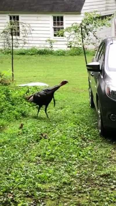 Turkey trying to fight its reflection