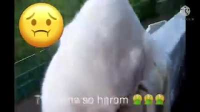 Free 2008 Punjabi sex download 1080p 🥵😂🇮🇷🇩<wbr>🇿🇦🇫🇸🇦<wbr>🇵🇰🇹🇷س<wbr>اصرني<wbr>ويوين<wbr>ينيمس<wbr>تصنمس<wbr>حيموي<wbr>ويمثم<wbr>ثمويو<wbr>بوبمب<wbr>ممي Saudi Arabia leak 😱