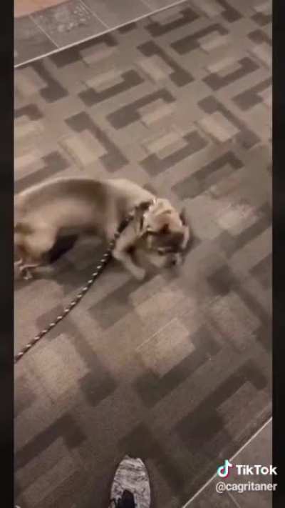 My dog people need me