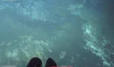 Comb Jelly. right before it got sucked up into that propeller and shredded to a hundred pieces.