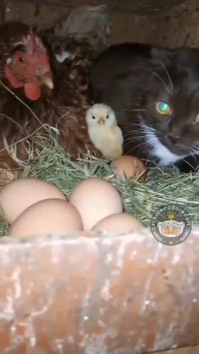 🐈 🐔 