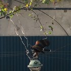 ¿Qué tan normales son las águilas en el centro de Montevideo?