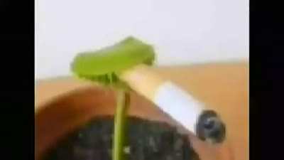weed