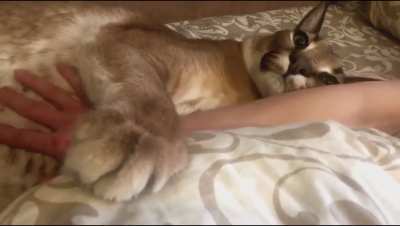 Floppa of the Day #33: Big Floppa enjoying a nice Tummy Rub