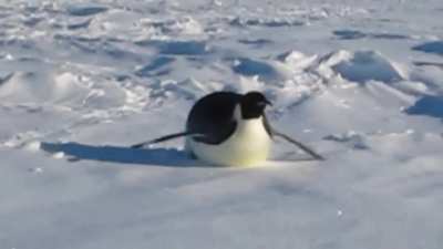 Hello Penguin!