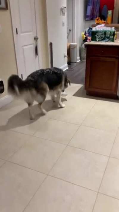 This dog bringing a block of ice home to play with 😂