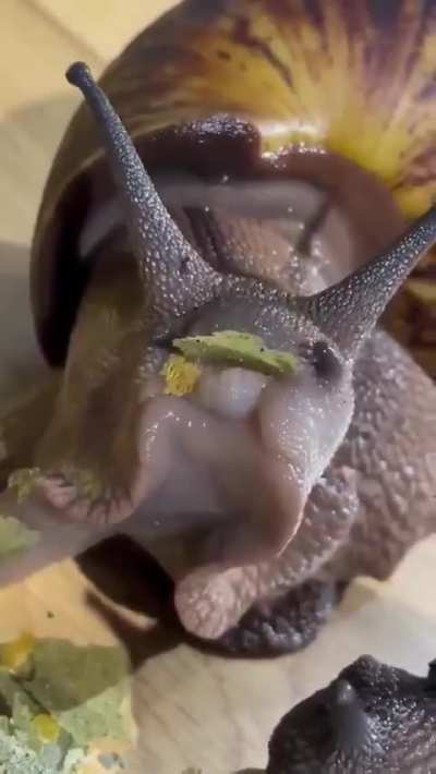 How a snail eats - in close zoom