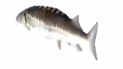What's you preferred fish? I like Salmon, not smoked, just regular Salmon.
