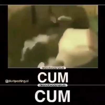 C.u.m c.o.w
