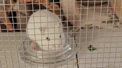 Let me play you the song of WHY HAVE YOU NOT LET ME OUT YET!