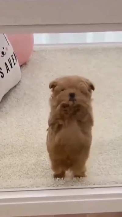 Dancer dogð¤