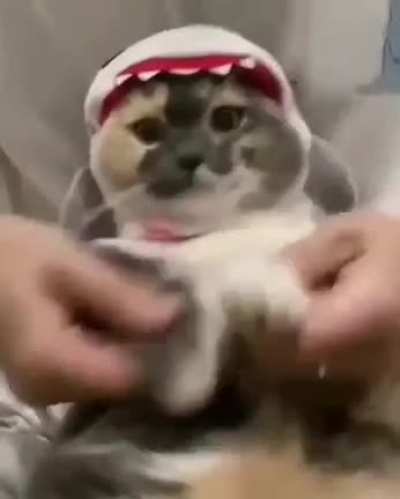 Dancin kittin