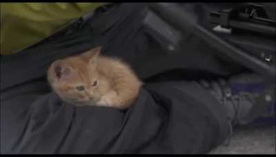 Kitten befriending a cameraman