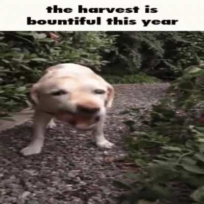 I love this dog
