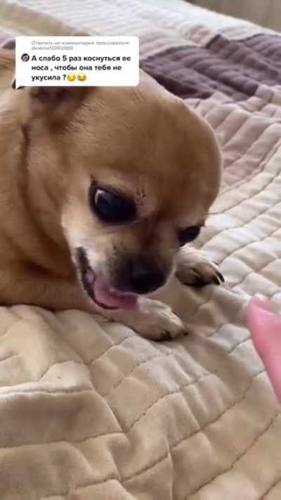 Touch chihuahua nose 5 times