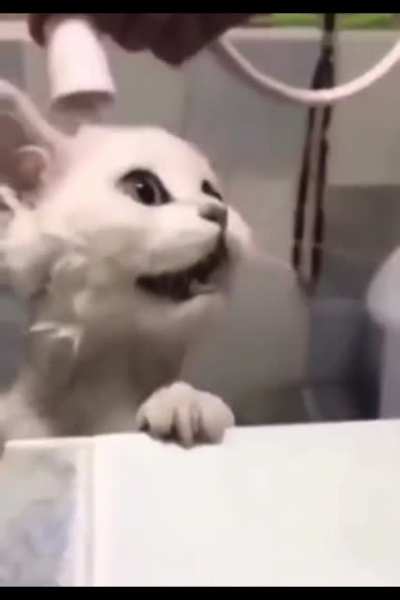 *mew* AAA