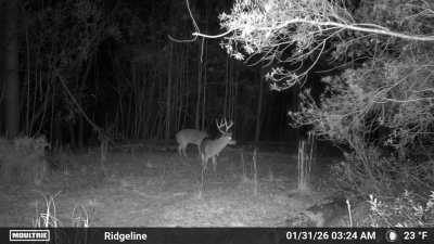 Wide 6pt?