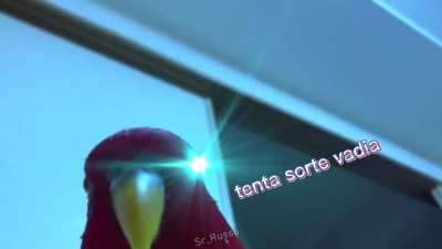 Tenta a sorte