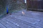 Hey kid, go away. I'm trying to attract some chicks here!