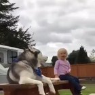 The final battle. Husky vs little girl