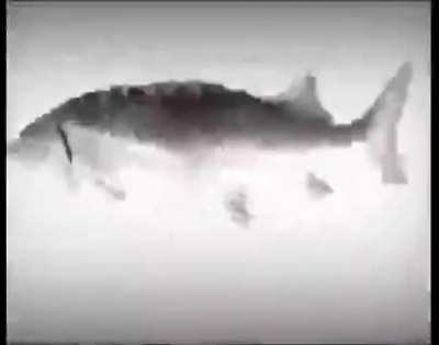 fish rule
