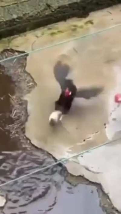 Chicken vs rat