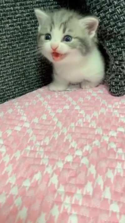 Hep me Hep me I tuck