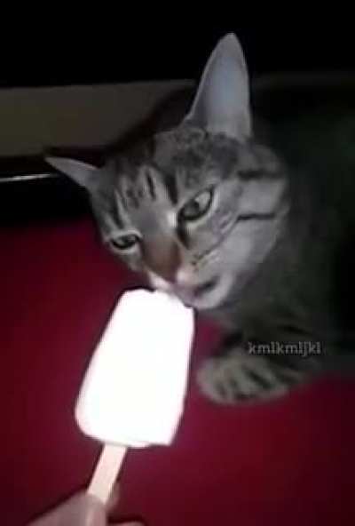 Cat gets brain freeze and delivers a good one