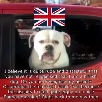 Pyro's Dog