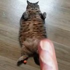 Me 2.7 seconds after going on a low-carb diet.