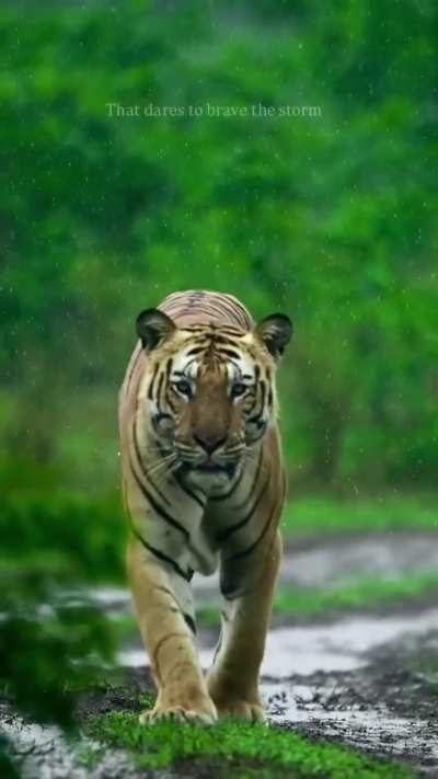 🔥Tiger and Thunderstorm . He's making his territory aggressively throughout his monsoon visit