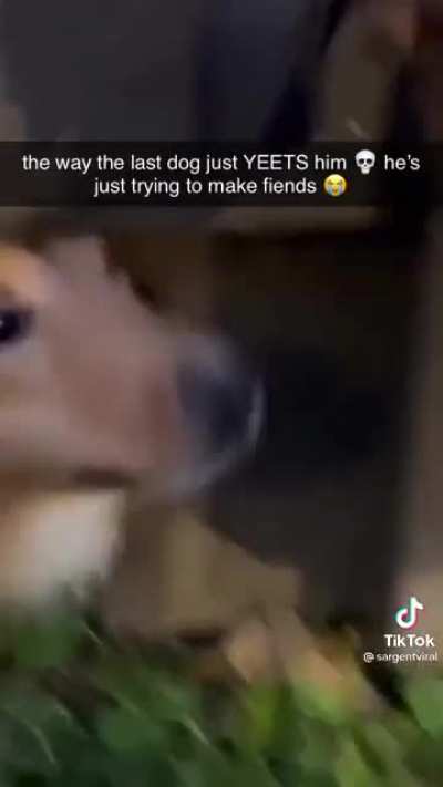 You gotta yeeeet the other dog. Wait for it.