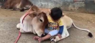 ऐसे ही गाय को 